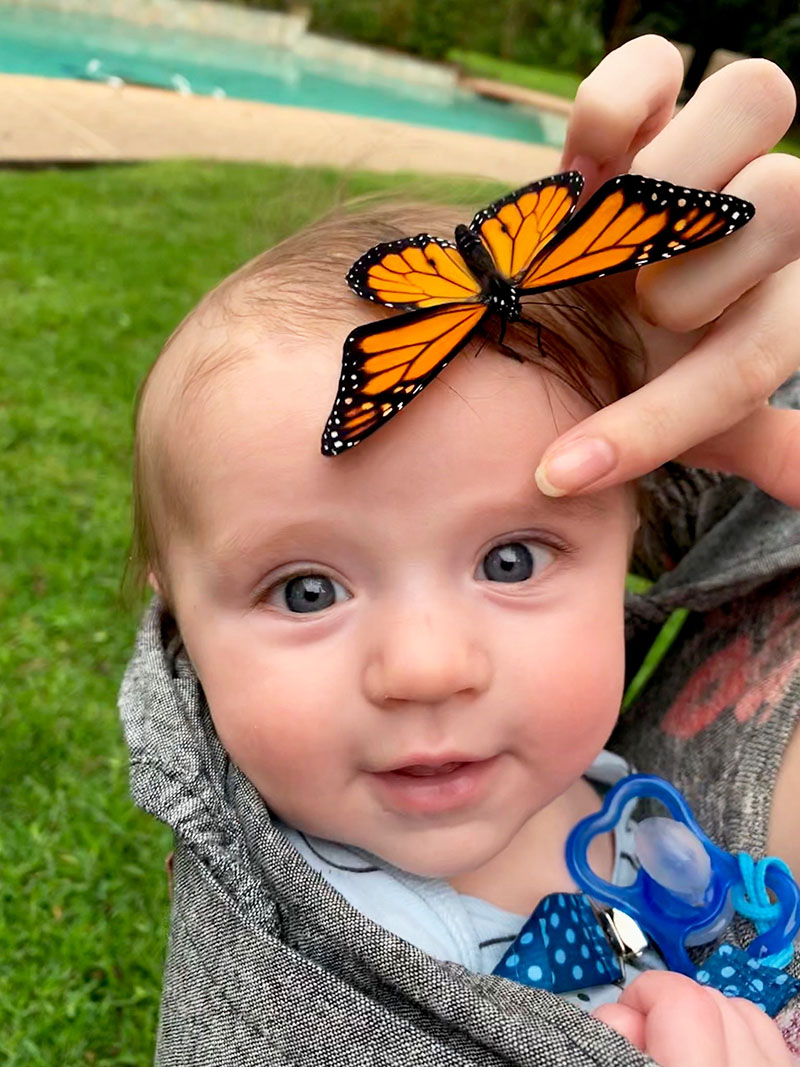 Monarch Mamas Raising Butterfly Babies The Buzz Magazines